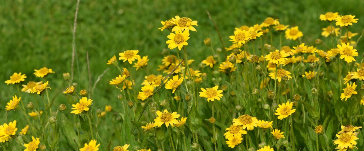 アルニカとCBD使用後の人物画像